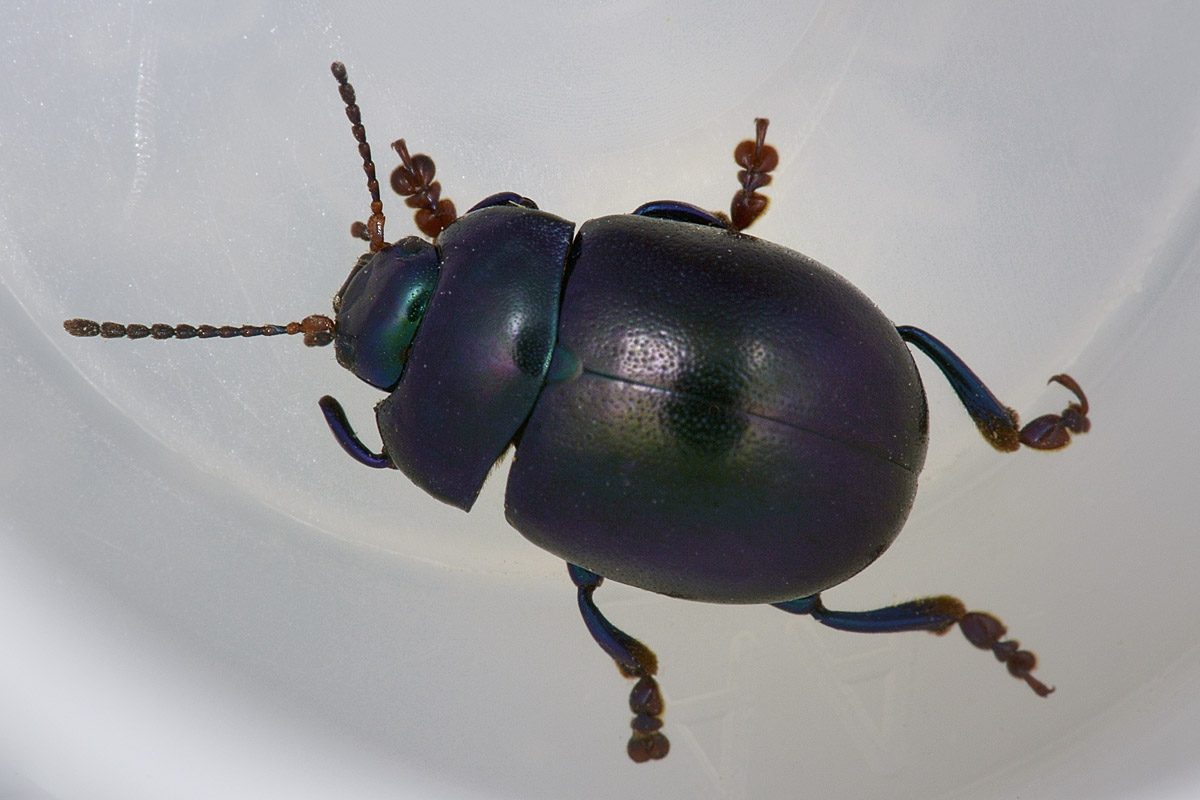Chrysolina sturmi, Chrysomelidae